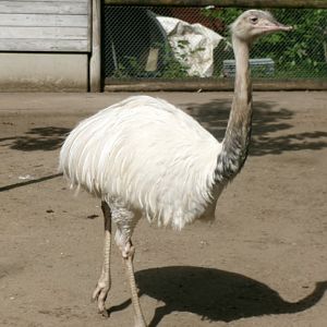 Greater rhea