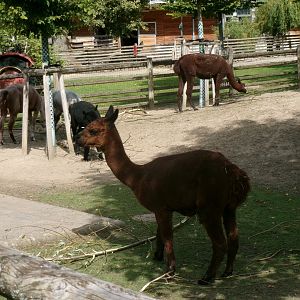 Alpacas