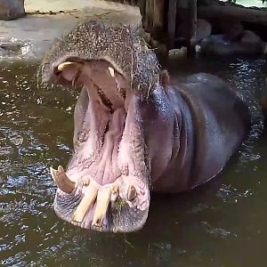 Common hippo