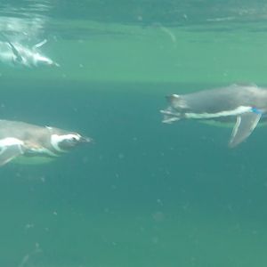 Magellanic penguins