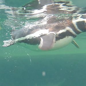 Magellanic penguin