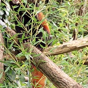 Red panda