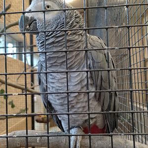 African grey parrot