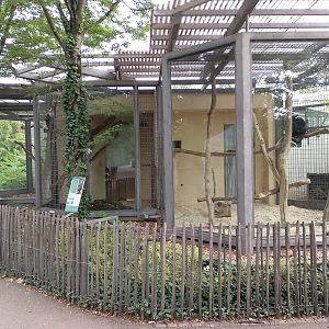 Mangabey enclosures