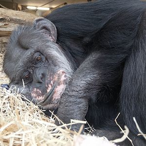 Chimpanzee