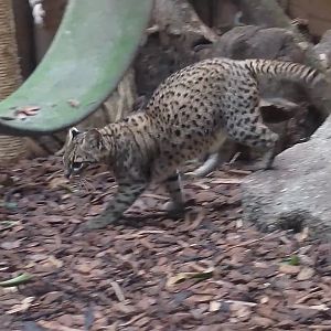 Geoffroy's cat
