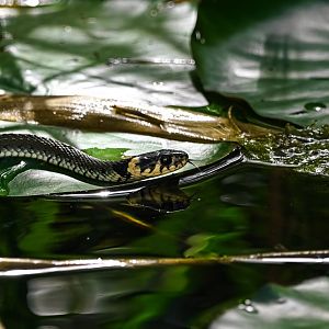 Grass snake (wild)