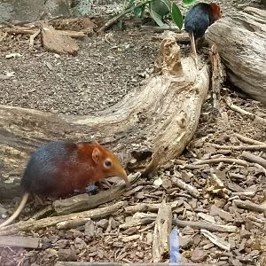 Black and rufous sengis