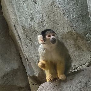 Bolivian squirrel monkey
