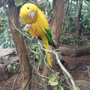 Golden parakeet