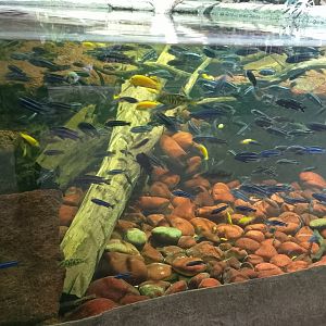 African cichlids in crocodile pool