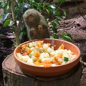 Western pygmy marmoset