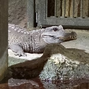 Dwarf crocodile