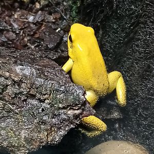 Golden poison dart frog