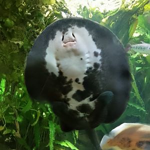 Smooth-back river stingray