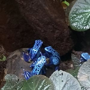 Blue poison dart frogs