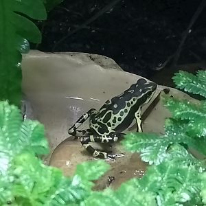 Limonette-stubfoot toad