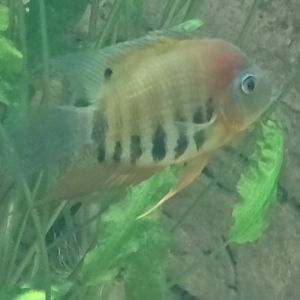 Common severum