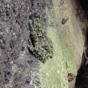 Vietnam mossy frog