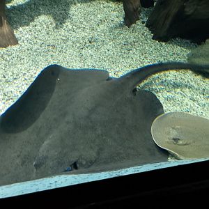 Smooth-back river stingray