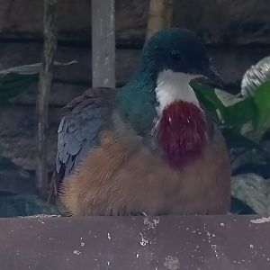 Mindanao bleeding-heart