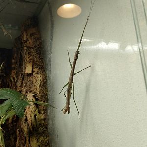 Stick insect