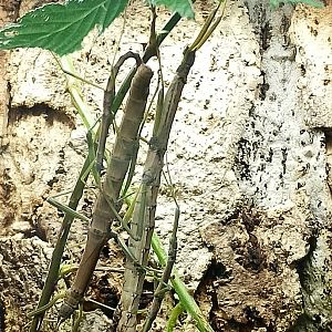 Stick insects