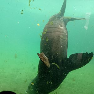 California sea lion