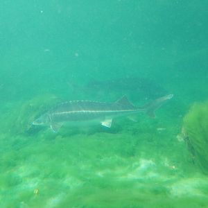 Siberian sturgeons