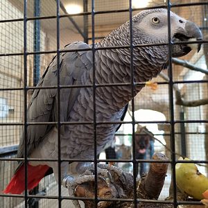 African grey parrot