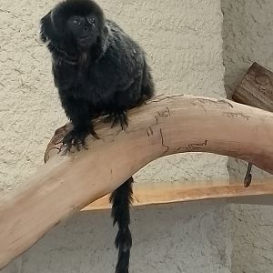 Goeldi's monkey