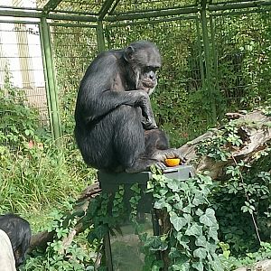 Chimpanzee