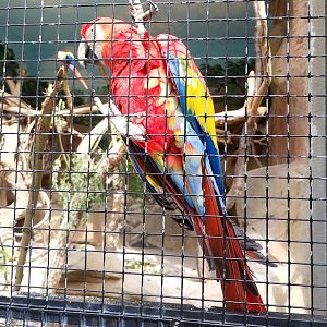 Scarlet macaw