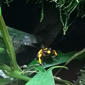 Red-banded poison frog