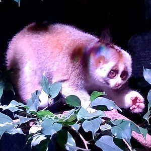 Bengal slow loris