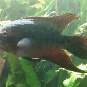 Emerald cichlid