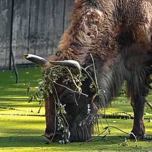 European bison