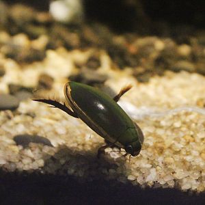 Diving beetle (Cybister cf. tripunctatus)
