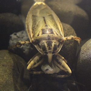 Asian giant water bug (Lethocerus indicus)