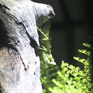 Jeweled flower mantis (Creobroter gemmatus)