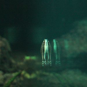 Common otocinclus (Otocinclus vittatus)