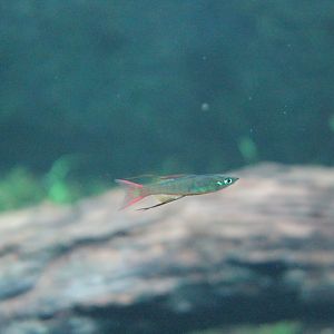 Threadfin rainbowfish (Iriatherina werneri)