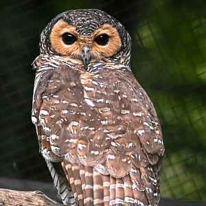 Spotted wood owl