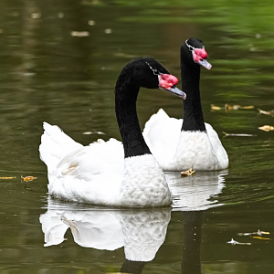 Black-necked swan
