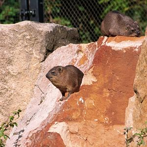 Cape hyrax (Procavia capensis)