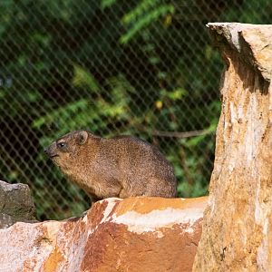 Cape hyrax (Procavia capensis)