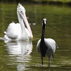 Demoiselle crane