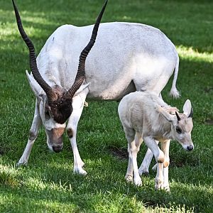 Addax
