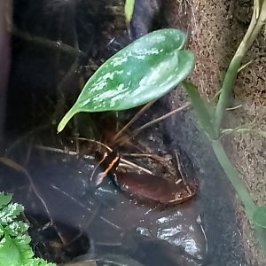 Golfodulcean poison dart frog