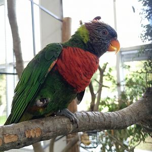 Deplanche's lorikeet